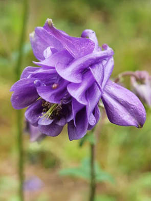 Aquilegia 'double'